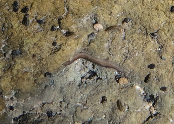 piccolo verme d'acqua dolce a Lefkada , Natura Mediterraneo Forum